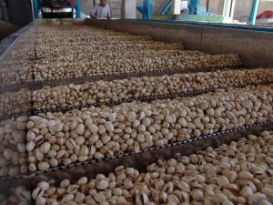 راه‌اندازی نخستین واحد فرآوری پسته در آذربایجان غربی